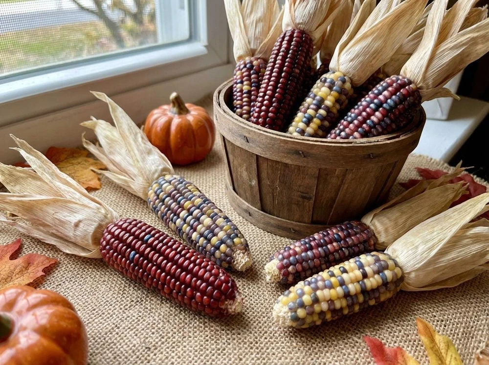 Indian Mini Mix Corn Seeds - Ornamental Zea Mays - 50 Seeds - Multicolored - Image 1