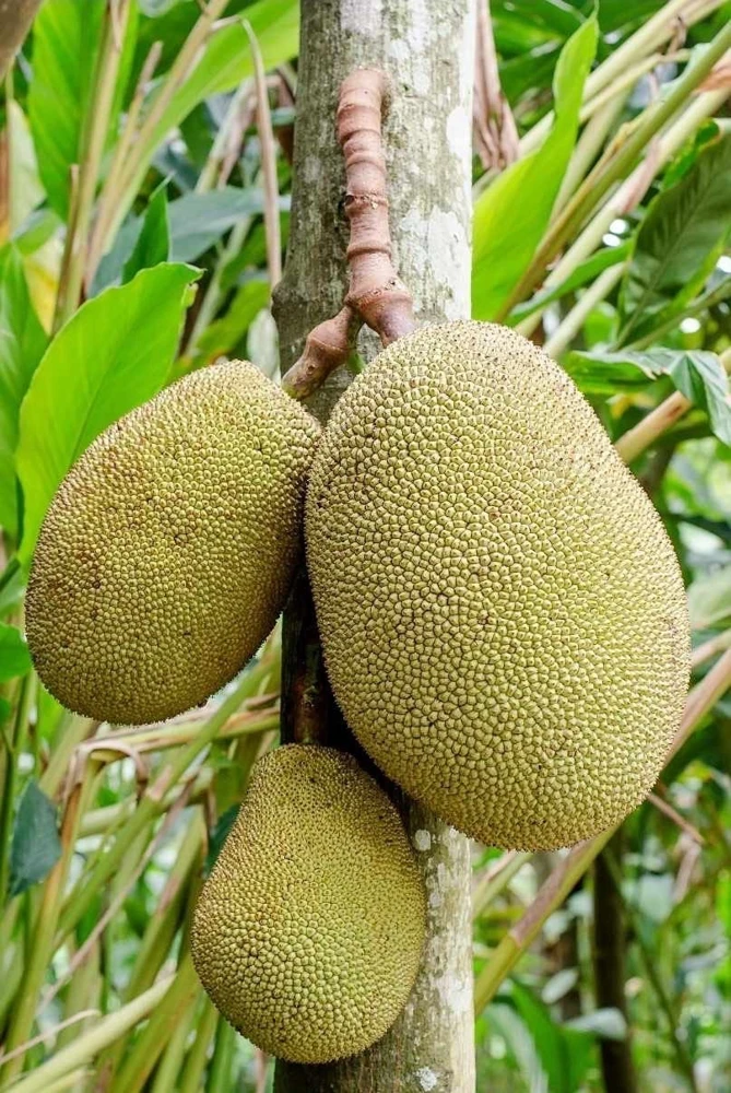 Jackfruit Live Tree (Artocarpus heterophyllus) 10-24in – Tropical Fruit Plant - Image 1