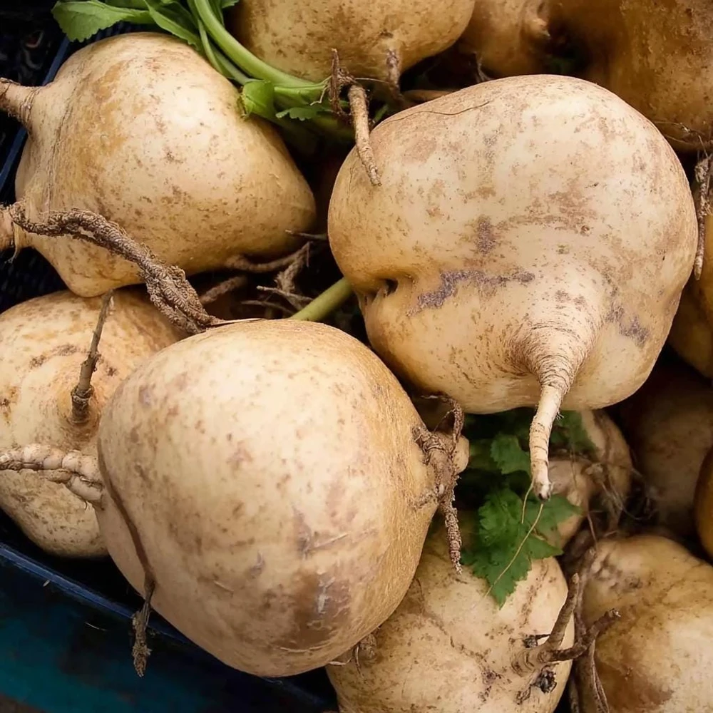 Jicama Thai Seeds - 25 Seed Pack - Crisp, Sweet Root Vegetable for Warm Climates - Image 3