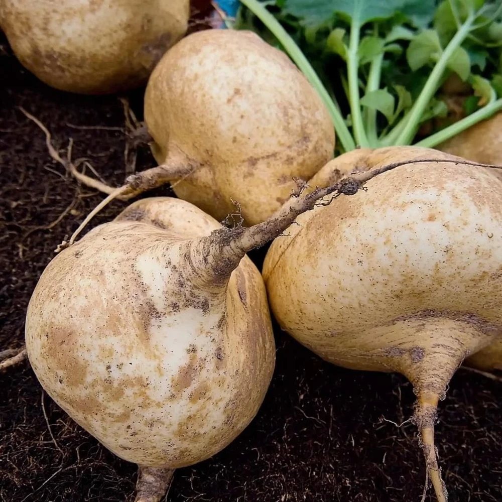 Jicama Thai Seeds - 25 Seed Pack - Crisp, Sweet Root Vegetable for Warm Climates - Image 1