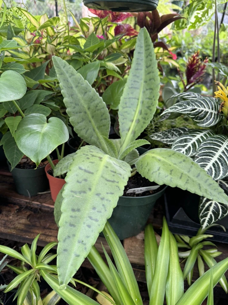 Kalanchoe gastonis-bonnieri Donkey Ear Succulent Live Plant - Unique Foliage - Image 1