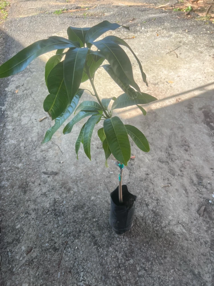 Keitt Mango Tree Live Plant - Grafted Mangifera Indica, 2-3ft Tall - Image 1