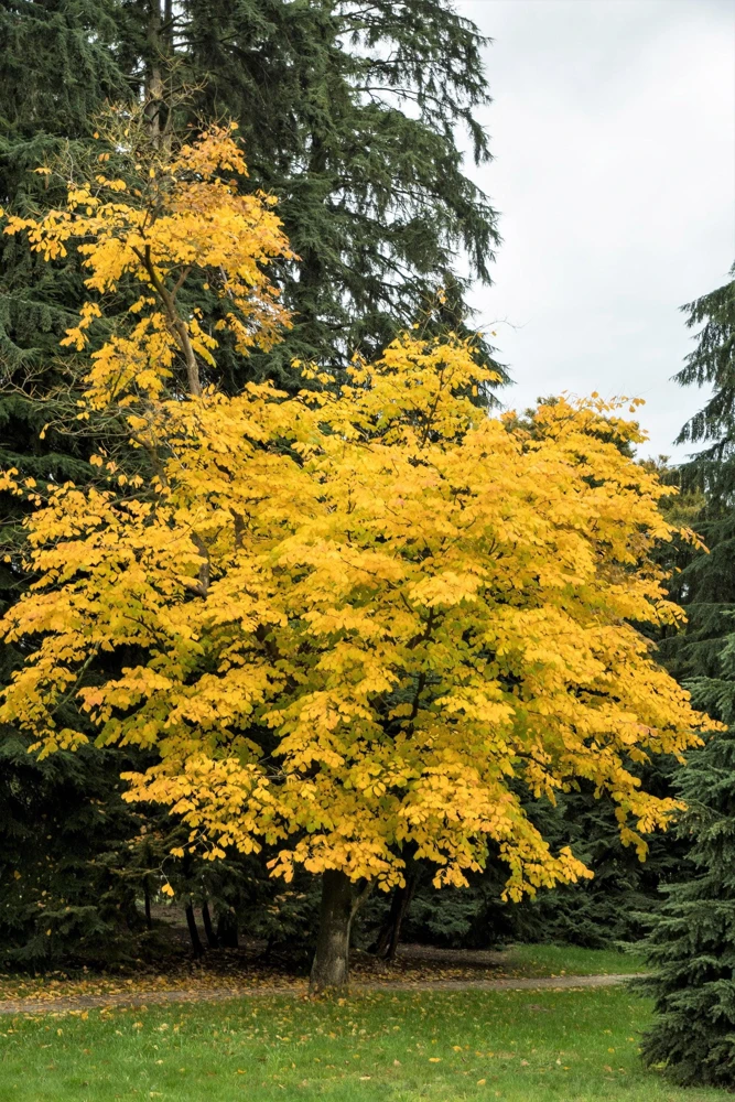 Kentucky Yellowwood Tree Seeds - 10 White Flower Seeds, Cladrastis Lutea, Zone 4-8 - Image 1