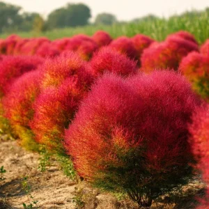 Kochia Scoparia Seeds – Burning Bush Fiery Fall Foliage – 30 Seeds - Image 1