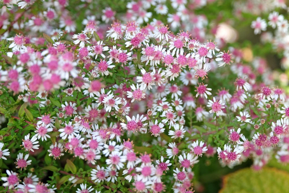 Lady In Black Calico Aster Flower Seeds - White & Pink Blooms - 100 Seeds - Image 1