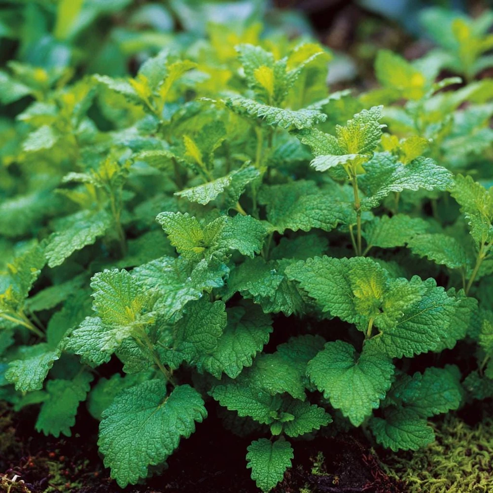 Lemon Balm Seeds - Melissa officinalis, Fragrant Tea Herb - 150 Count Packet - Image 3