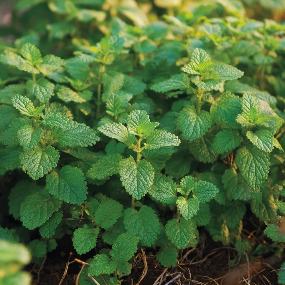 Lemon Balm Seeds - Melissa officinalis, Fragrant Tea Herb - 150 Count Packet - Image 1