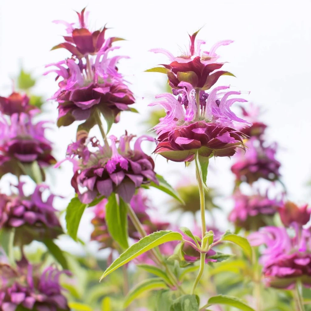 Lemon Mint Seeds - Monarda Citriodora - 250 Citrus-Scented Flower Seeds - Image 2