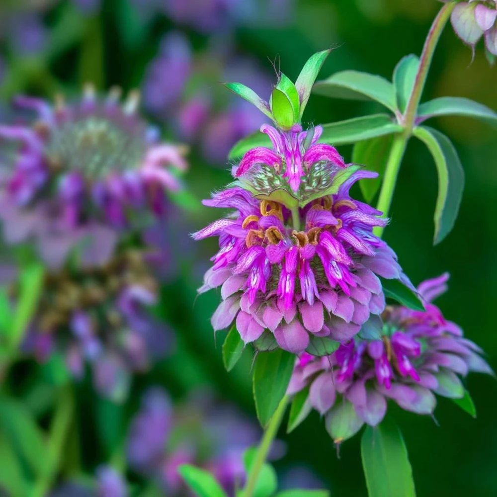 Lemon Mint Seeds - Monarda Citriodora - 250 Citrus-Scented Flower Seeds - Image 3