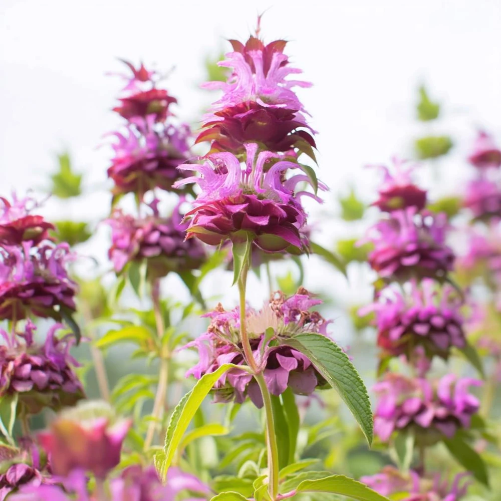 Lemon Mint Seeds - Monarda Citriodora - 250 Citrus-Scented Flower Seeds - Image 4