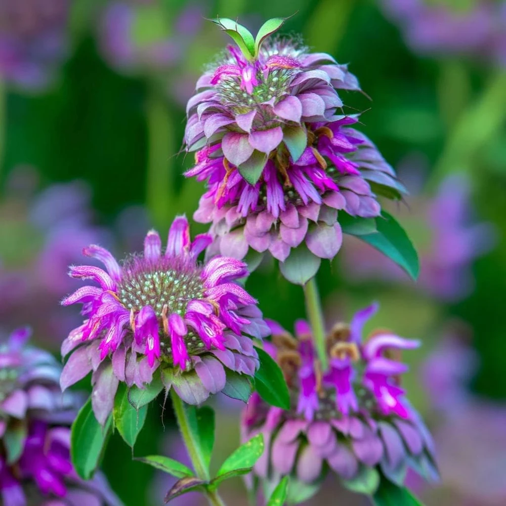 Lemon Mint Seeds - Monarda Citriodora - 250 Citrus-Scented Flower Seeds - Image 1