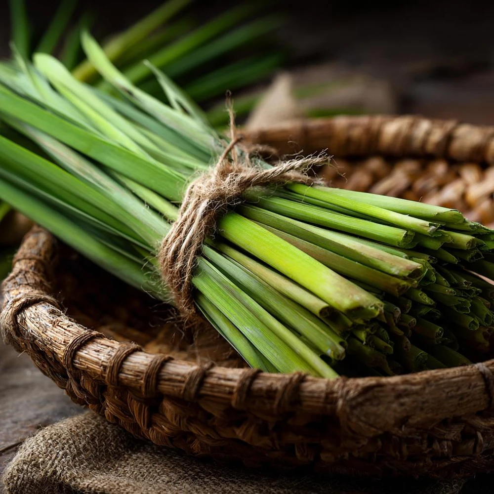 Lemongrass Seeds 100 Count - Heirloom Aromatic Medicinal Herb - Image 3