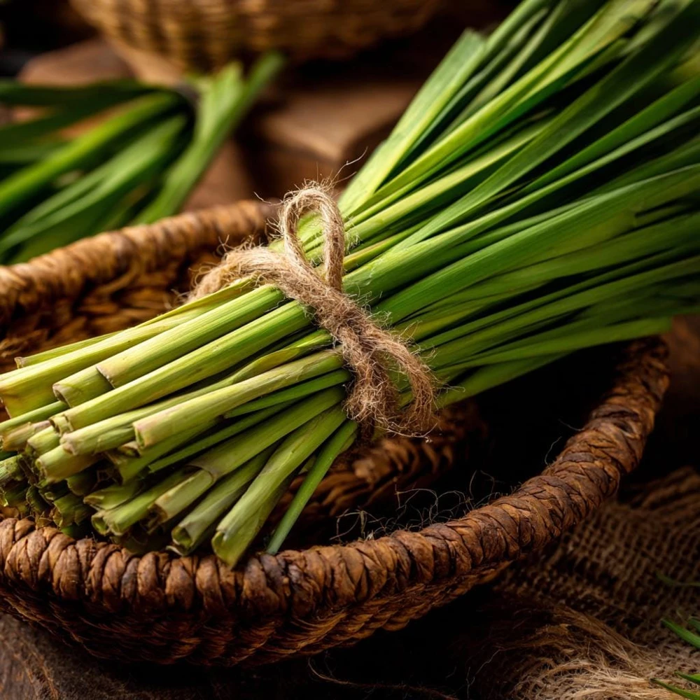 Lemongrass Seeds 100 Count - Heirloom Aromatic Medicinal Herb - Image 1
