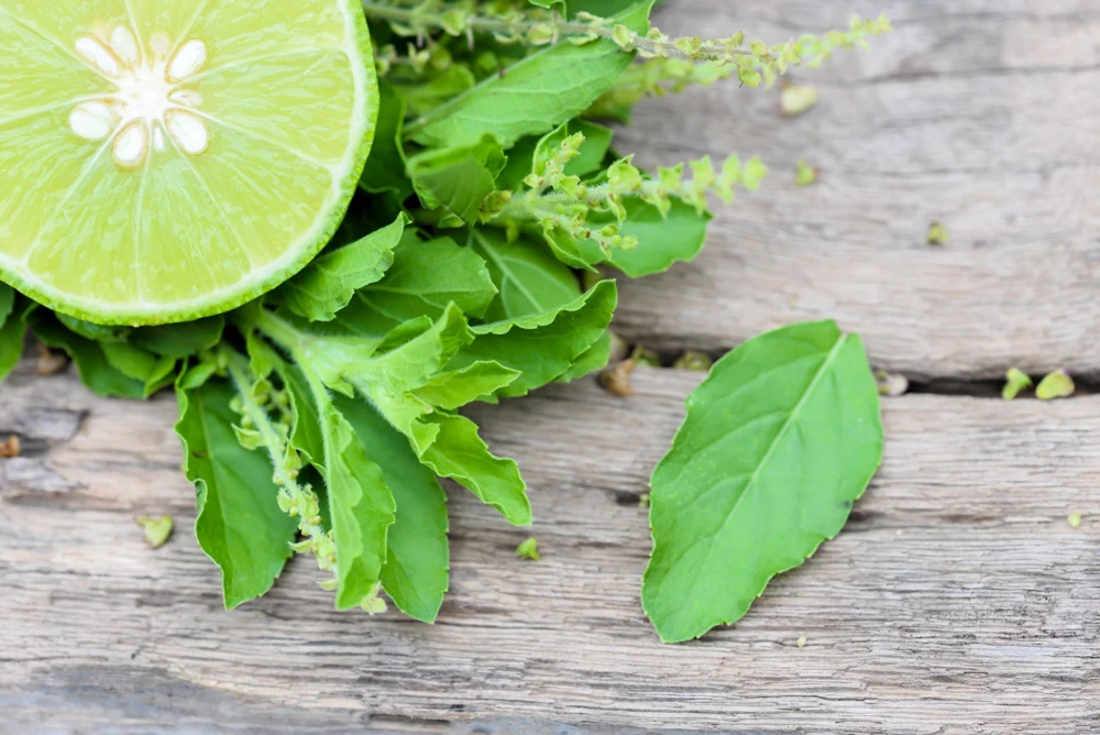 Lime Basil Seeds - Ocimum Basilicum Herb Flower Seeds - 150 Count - Image 1
