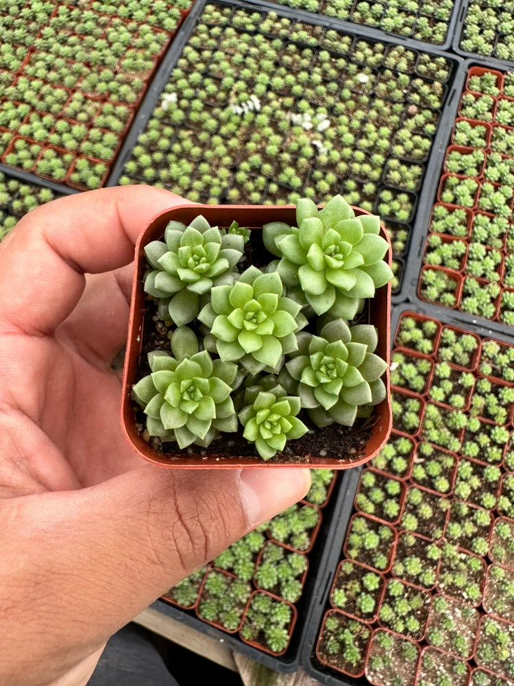 Little Gem Succulent Live Plant – 2 Inch Pot – Compact Rosette - Image 1
