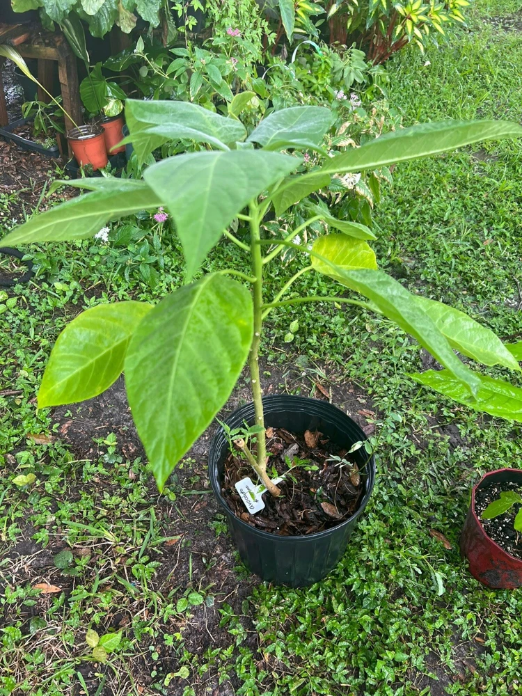 Long Neck Avocado Live Plant – Self-Pollinating Fruit Tree - Image 1