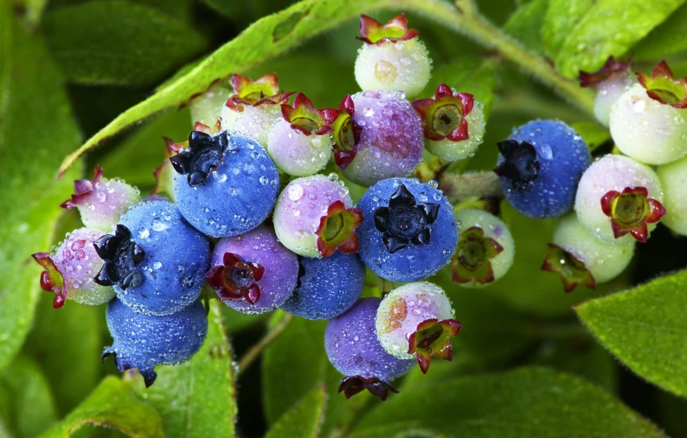 Lowbush Blueberry Seeds - 50 Vaccinium Angustifolium Fruit Shrub Seeds, Zones 2-8 - Image 1