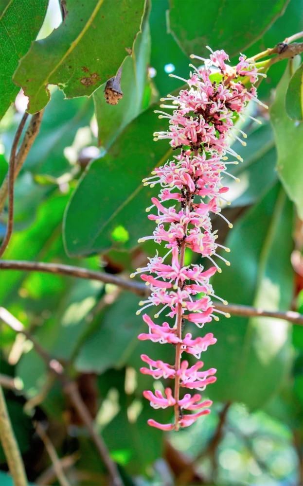 Macadamia Nut Tree Seeds (5 Seeds) - Macadamia Integrifolia - Image 10