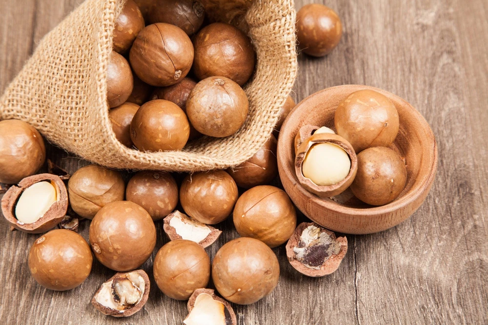 Macadamia Nut Tree Seeds (5 Seeds) - Macadamia Integrifolia - Image 1