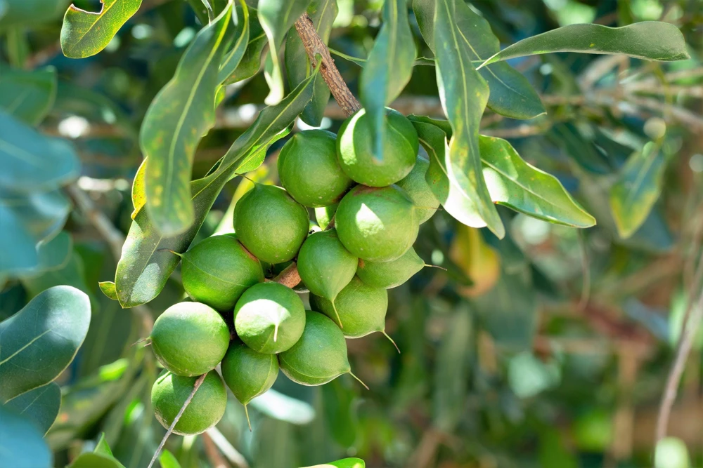 Macadamia Nut Tree Seeds (5 Seeds) - Macadamia Integrifolia - Image 2