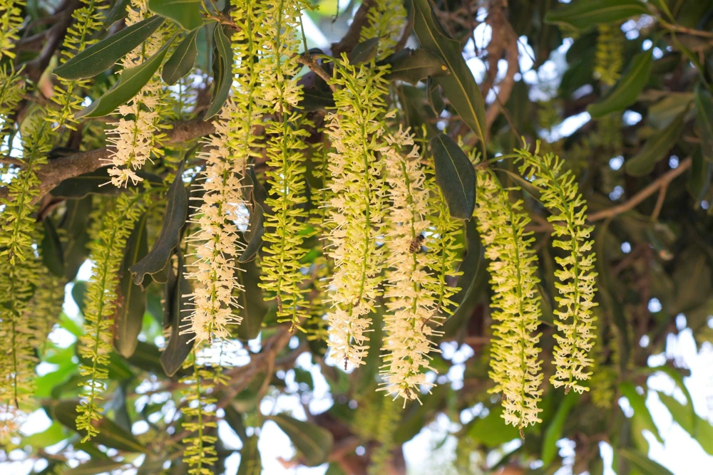 Macadamia Nut Tree Seeds (5 Seeds) - Macadamia Integrifolia - Image 3