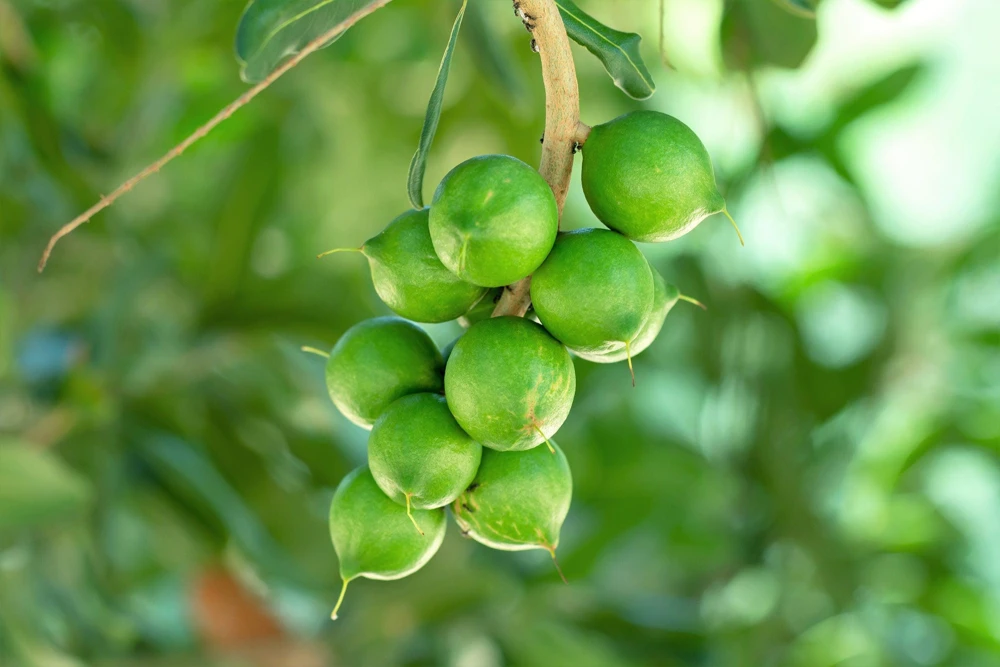 Macadamia Nut Tree Seeds (5 Seeds) - Macadamia Integrifolia - Image 5