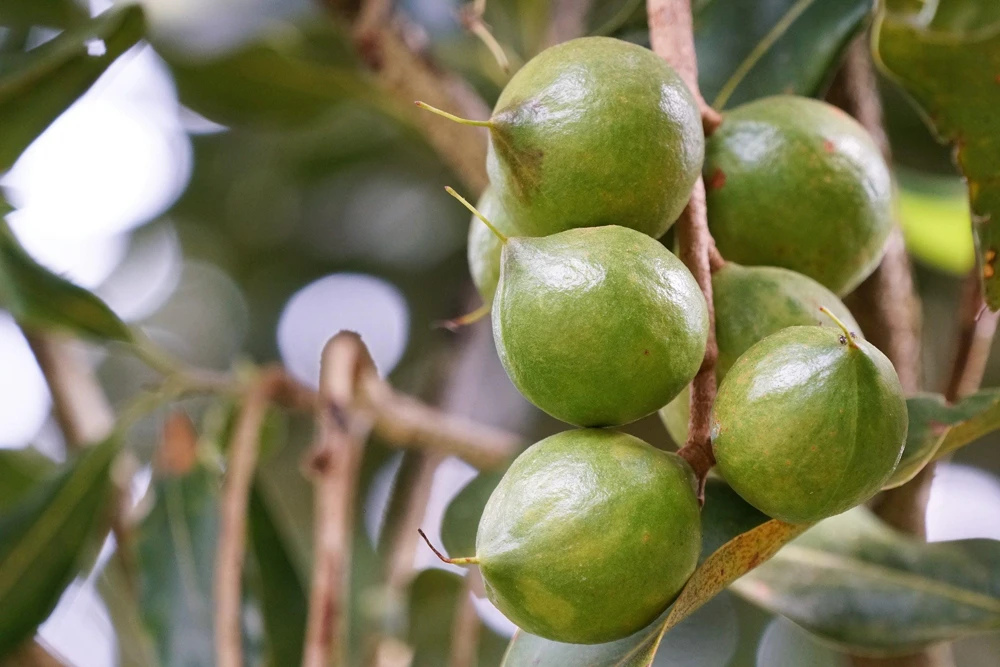 Macadamia Nut Tree Seeds (5 Seeds) - Macadamia Integrifolia - Image 6
