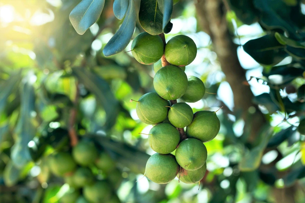Macadamia Nut Tree Seeds (5 Seeds) - Macadamia Integrifolia - Image 8