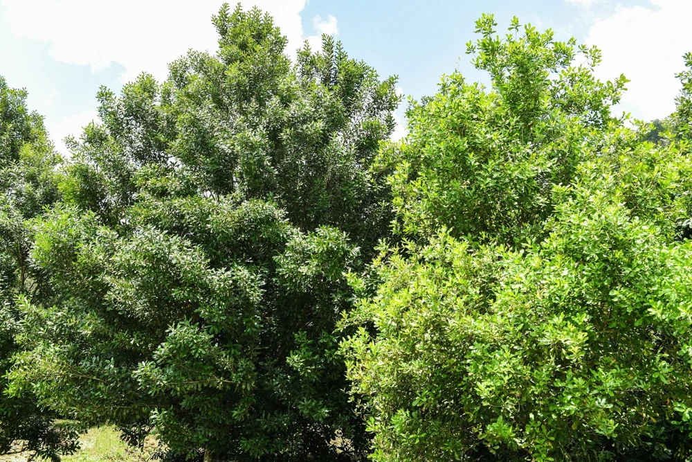 Macadamia Nut Tree Seeds (5 Seeds) - Macadamia Integrifolia - Image 9