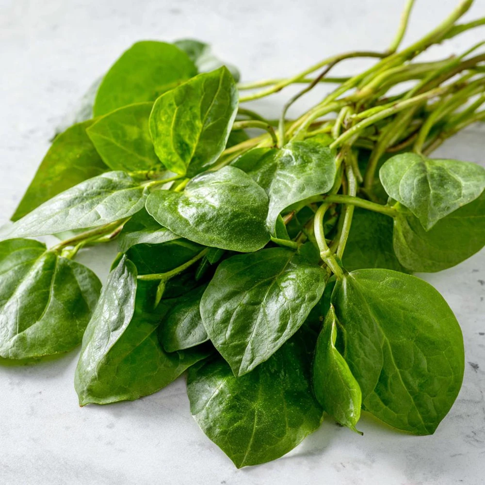 Malabar Spinach Seeds - Basella alba, 50 Seeds, Heat-Tolerant Climbing Vine - Image 1