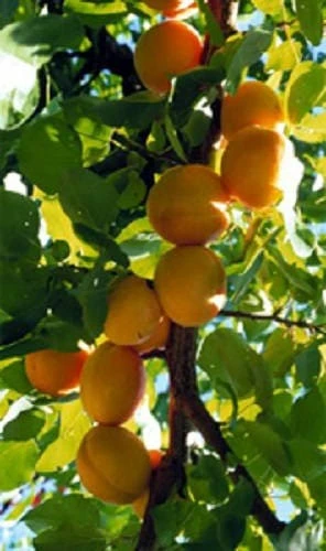Manchurian Apricot Tree Seeds - 5 Prunus Mandshurica Seeds for Zone 3-7 - Image 1