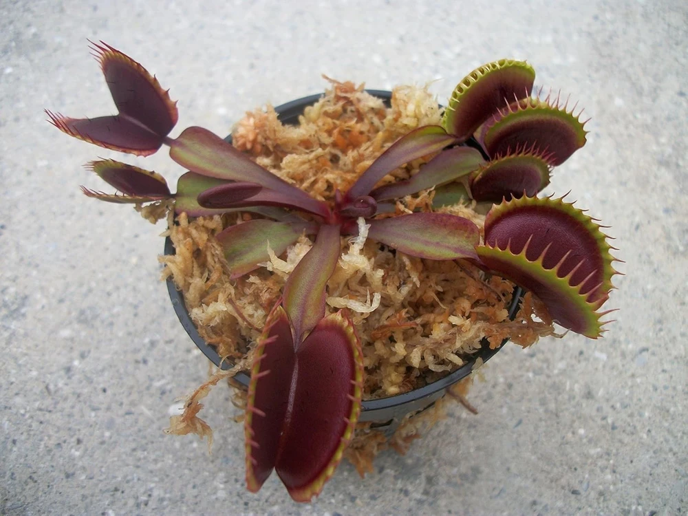 Maroon Monster Venus Flytrap Live Plant - Carnivorous Dionaea - Image 1