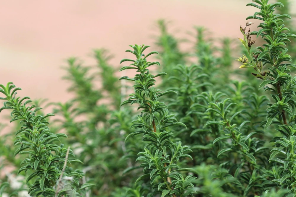 Mediterranean Thyme Seeds – Thymbra Spicata Herb Flower Seeds – 20 Count - Image 2