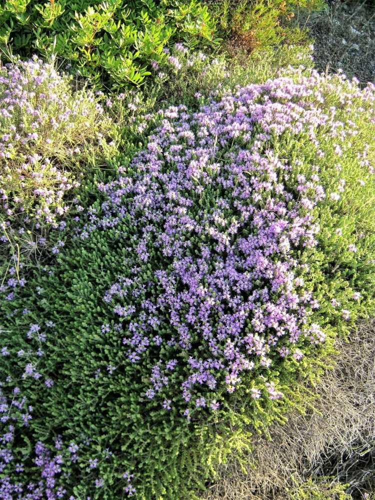 Mediterranean Thyme Seeds – Thymbra Spicata Herb Flower Seeds – 20 Count - Image 1