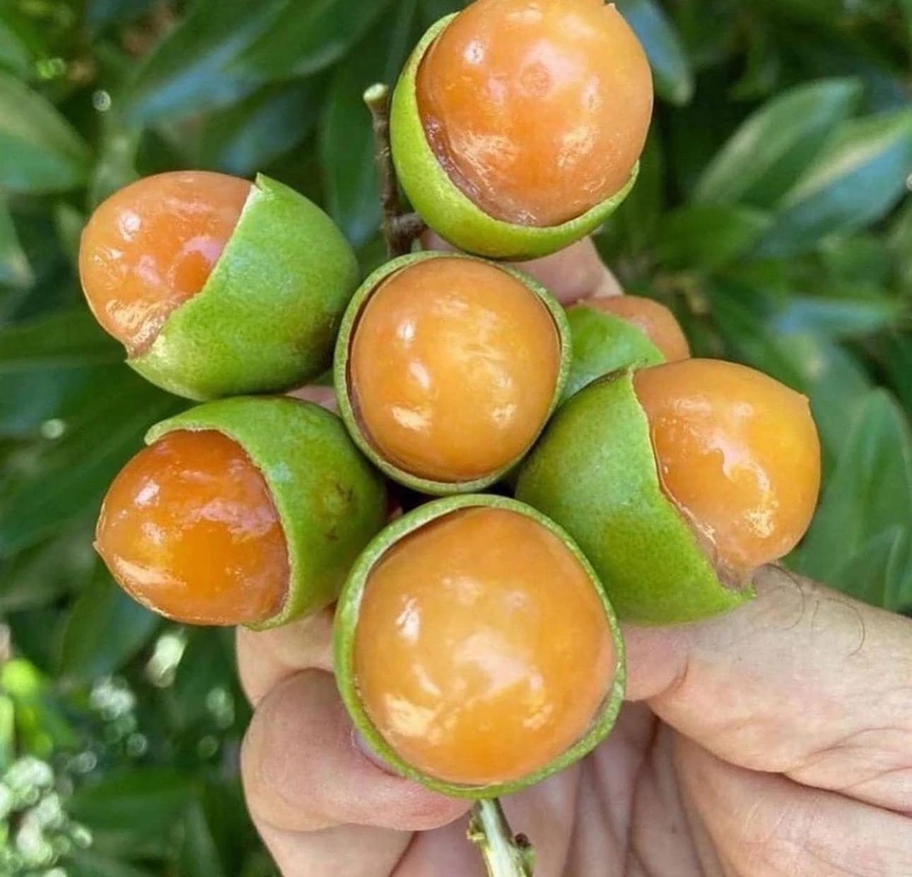 Melicoccus Bijugatus Live Fruit Tree - Spanish Lime Quenepa Mamón - Image 1