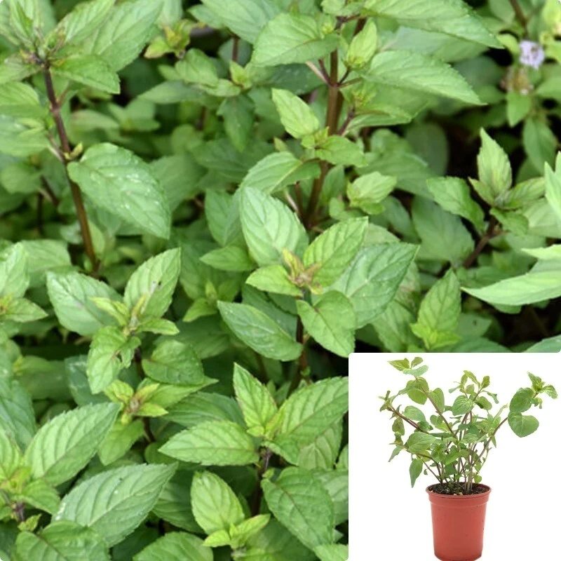 Mint Chocolate Peppermint Live Plant - Menta Tea Culinary Herb 4 Inch - Image 1