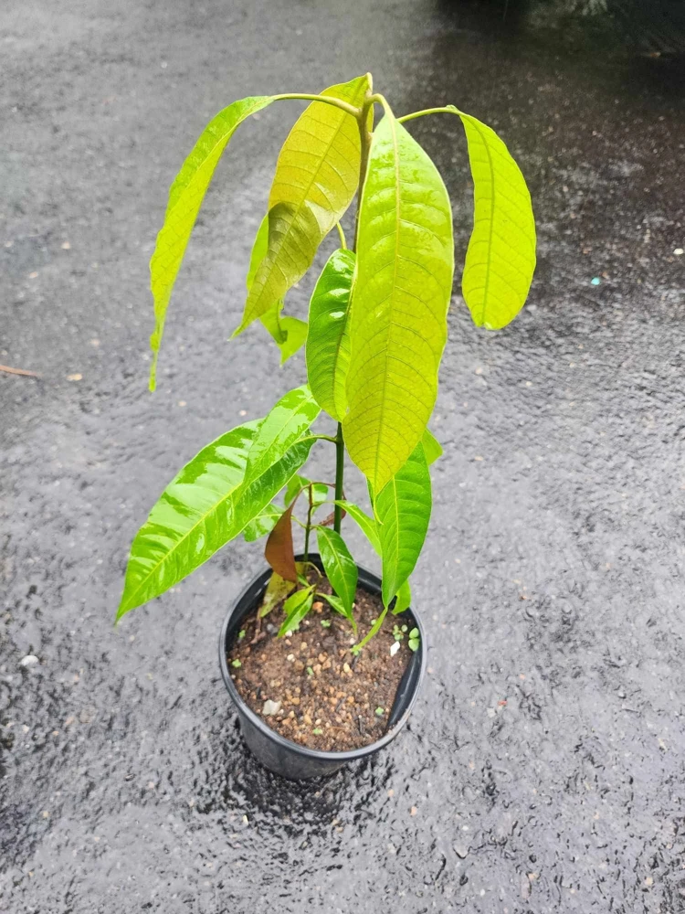 Miyazaki Mango Live Fruit Tree Seedling - 14-16 in Tall, Tropical & Disease-Resistant - Image 1