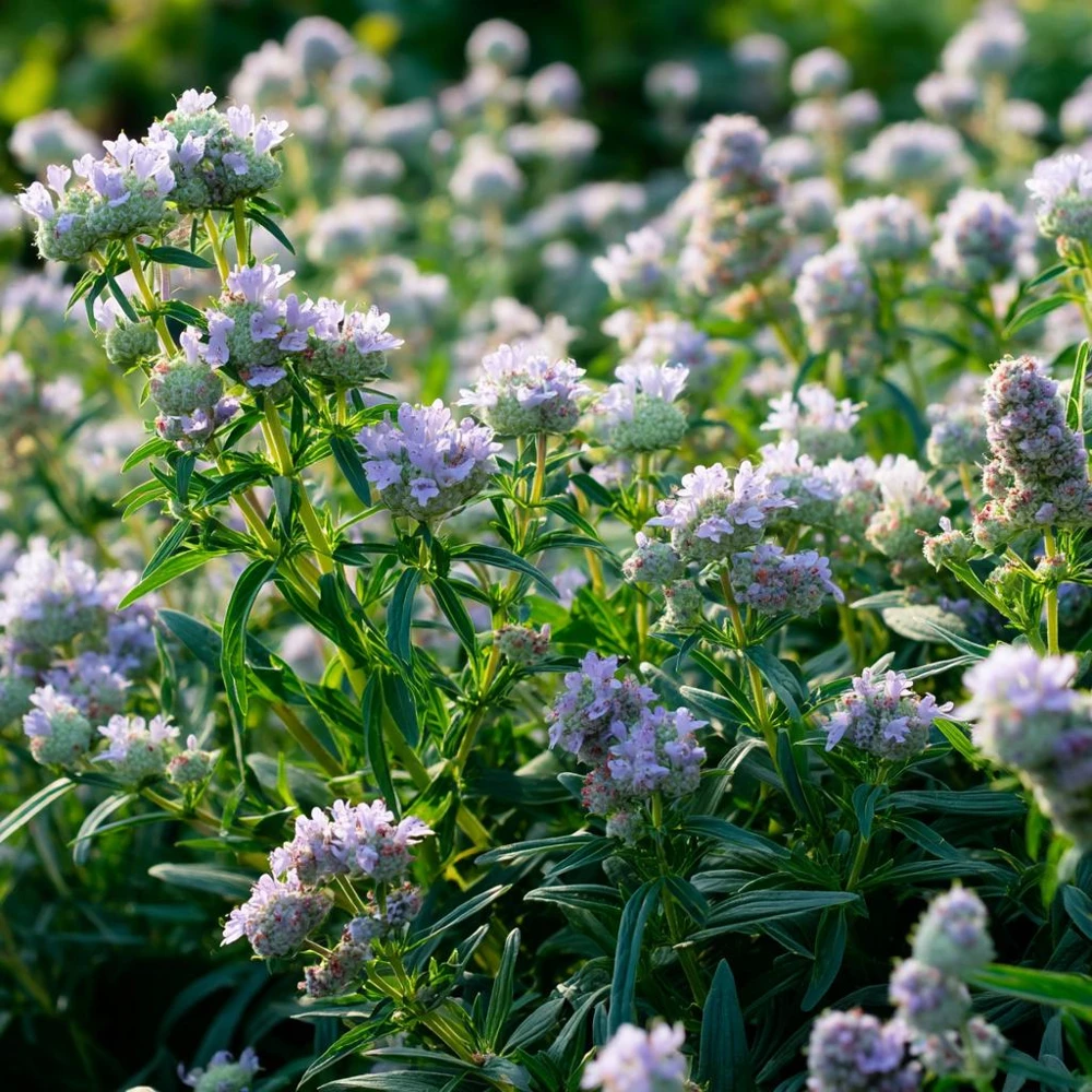 Mountain Mint Seeds – Pycnanthemum spp. – 200 Seeds – Aromatic White Blooms, Pollinator Friendly - Image 2
