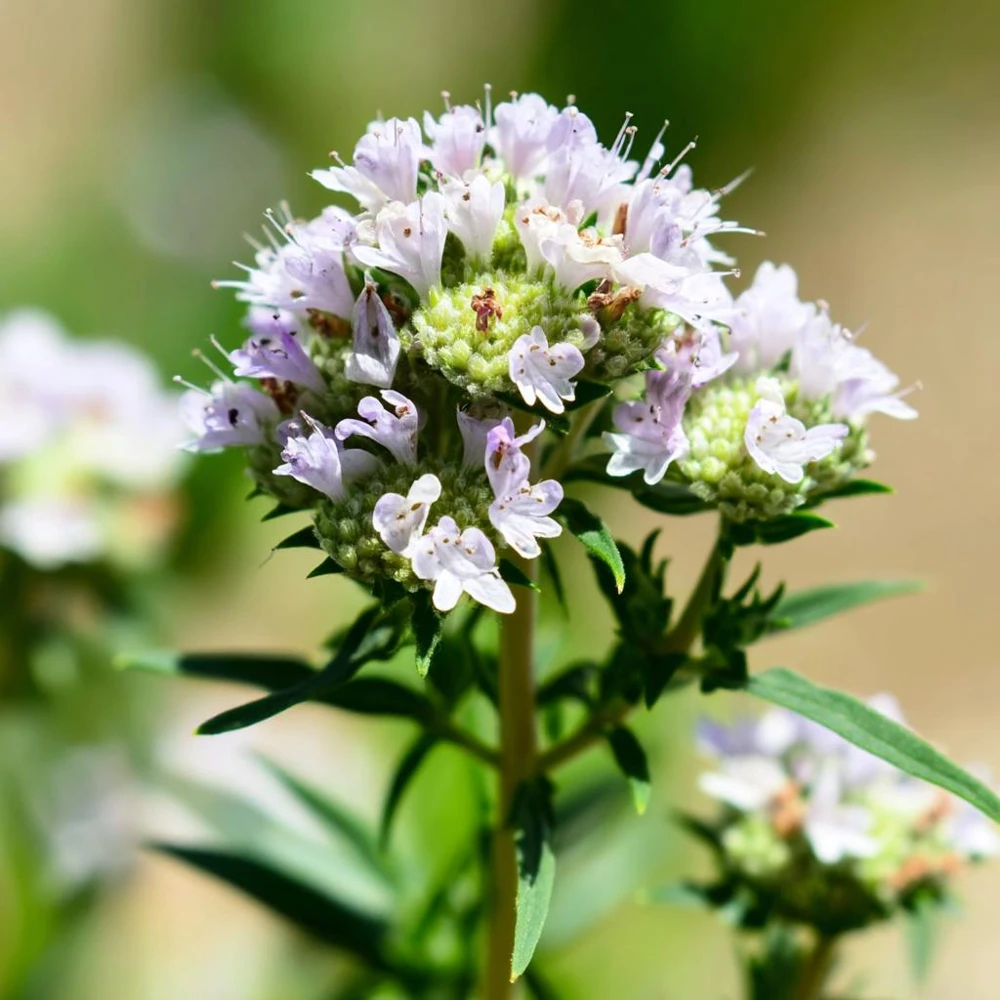 Mountain Mint Seeds – Pycnanthemum spp. – 200 Seeds – Aromatic White Blooms, Pollinator Friendly - Image 3