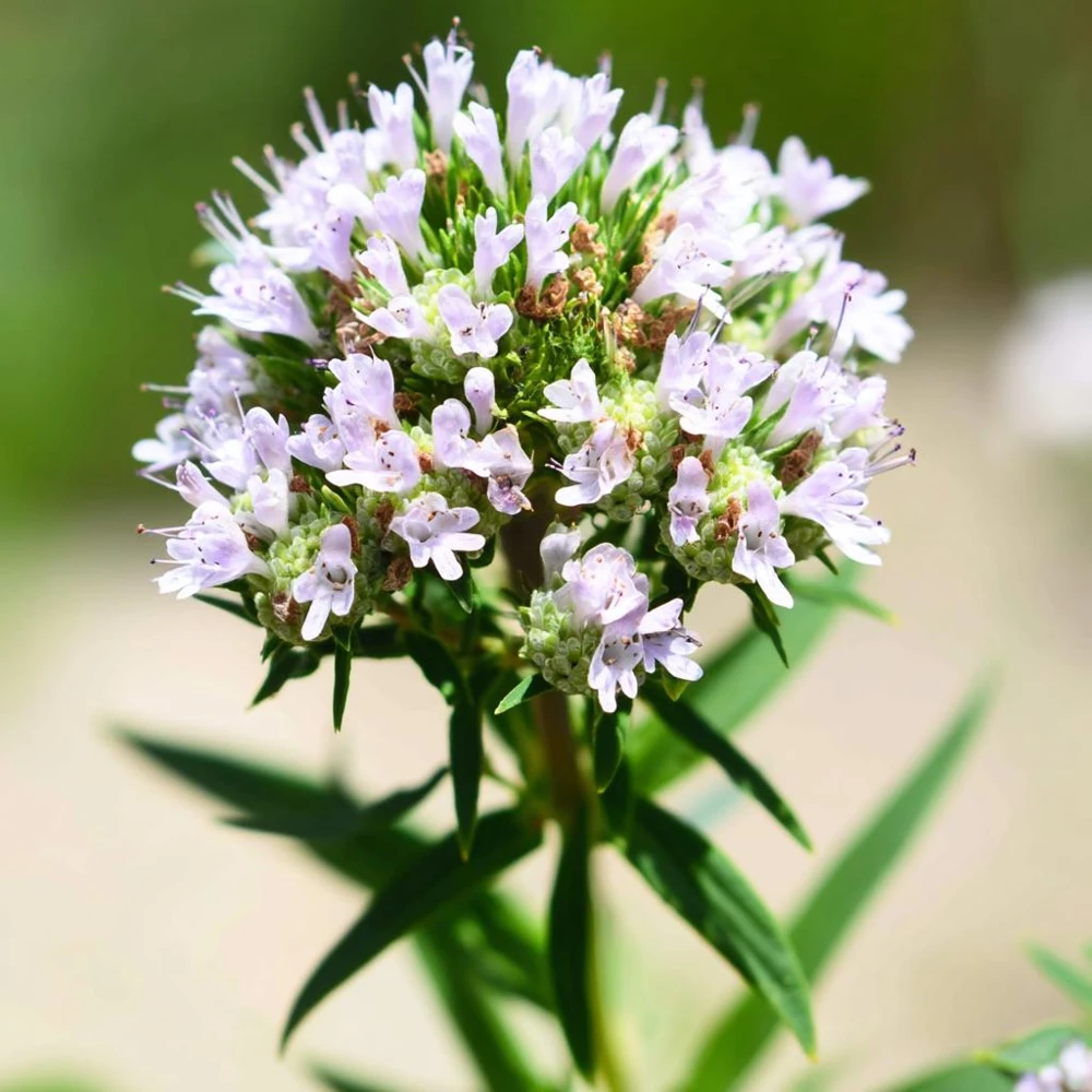 Mountain Mint Seeds – Pycnanthemum spp. – 200 Seeds – Aromatic White Blooms, Pollinator Friendly - Image 4