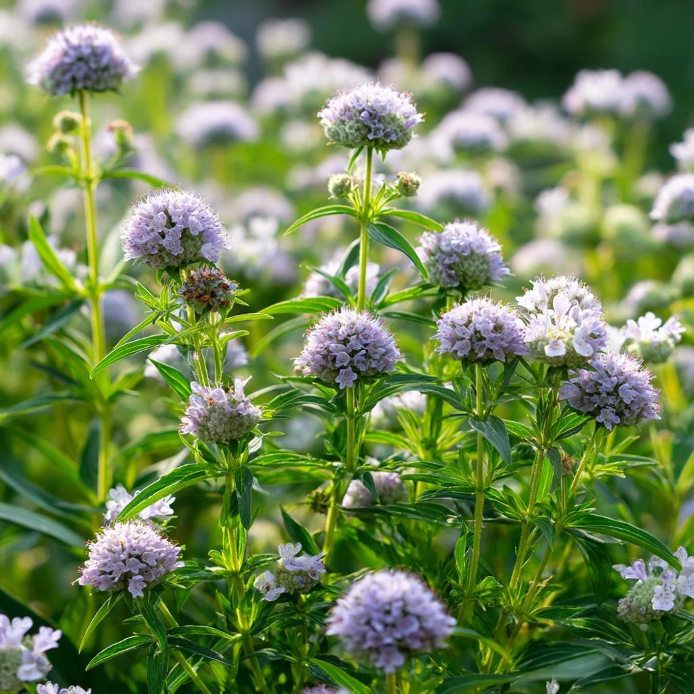 Mountain Mint Seeds – Pycnanthemum spp. – 200 Seeds – Aromatic White Blooms, Pollinator Friendly - Image 1