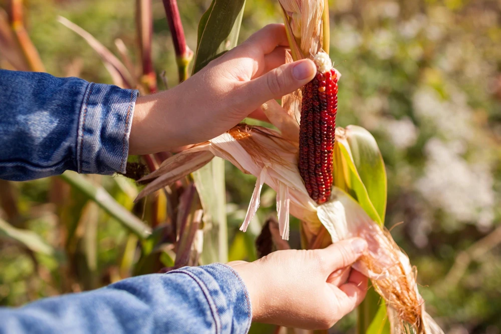 Multicolored Miniature Popcorn Corn Seeds - 50 Seed Pack - Zea Mays - Image 1