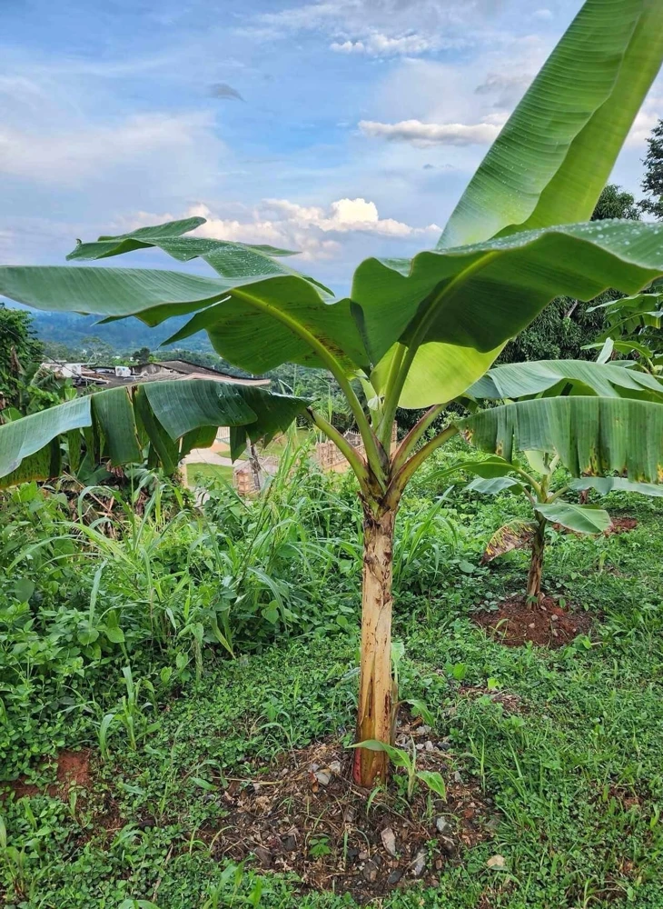 Musa Sapientum Plantain Seeds - Grow Tropical Banana Fruit Trees - Image 1