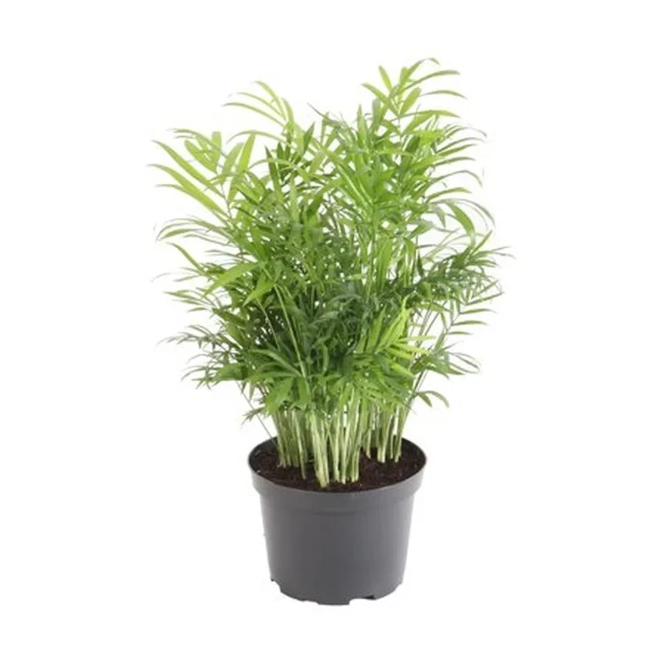 Neanthe Bella Palm Live Plant - 4 Inch Pot - Chamaedorea cataractarum Indoor - Image 1