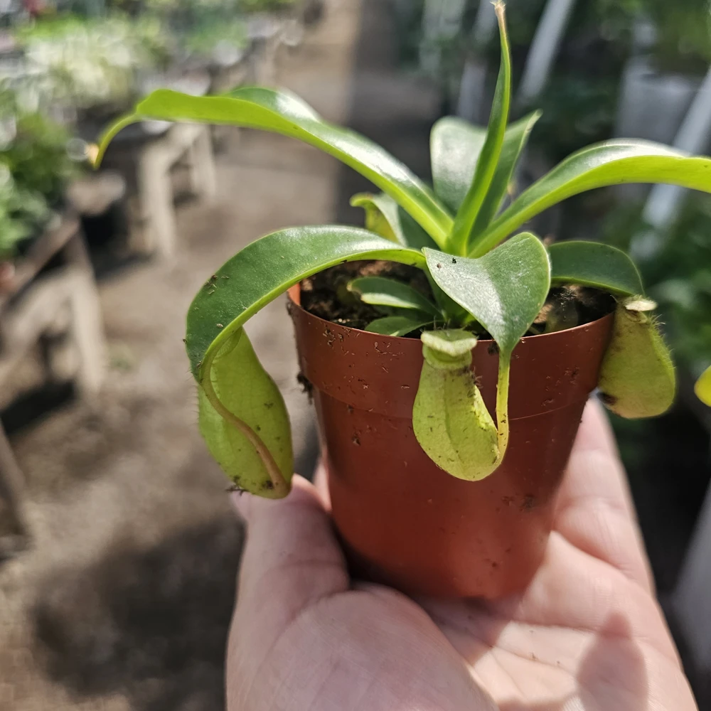 Nepenthes Pitcher Plant Live – Carnivorous Monkey Cups – 3in Pot - Image 1