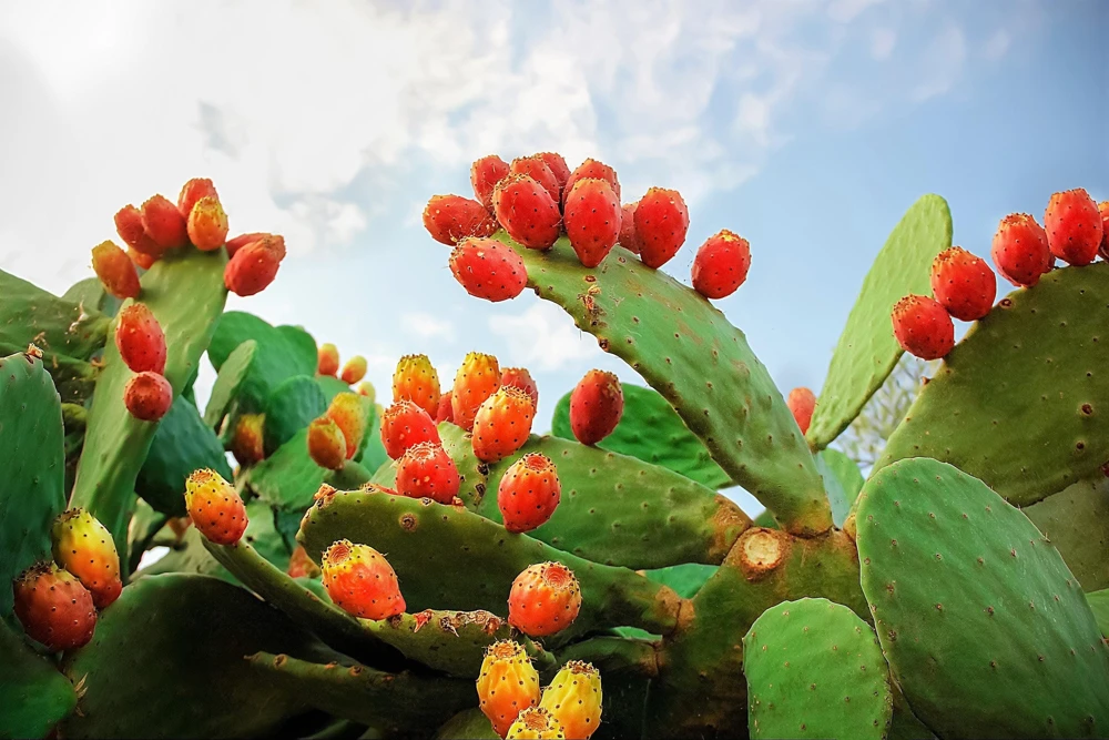 Orange Prickly Pear Cactus Seeds - Opuntia Ficus-Indica - 20 Seed Pack for Zones 4-10 - Image 1