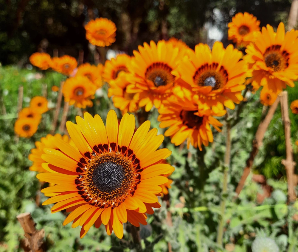 Orange Prince Cape Daisy Seeds - Venidium Fastuosum - 50 Seed Pack - Image 1