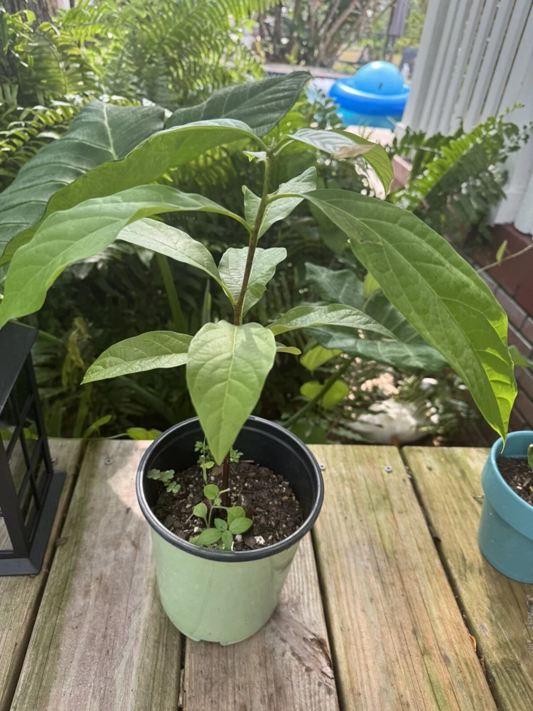 Organic Avocado Tree Live Plant - Self-Pollinating for Harvest - Image 1