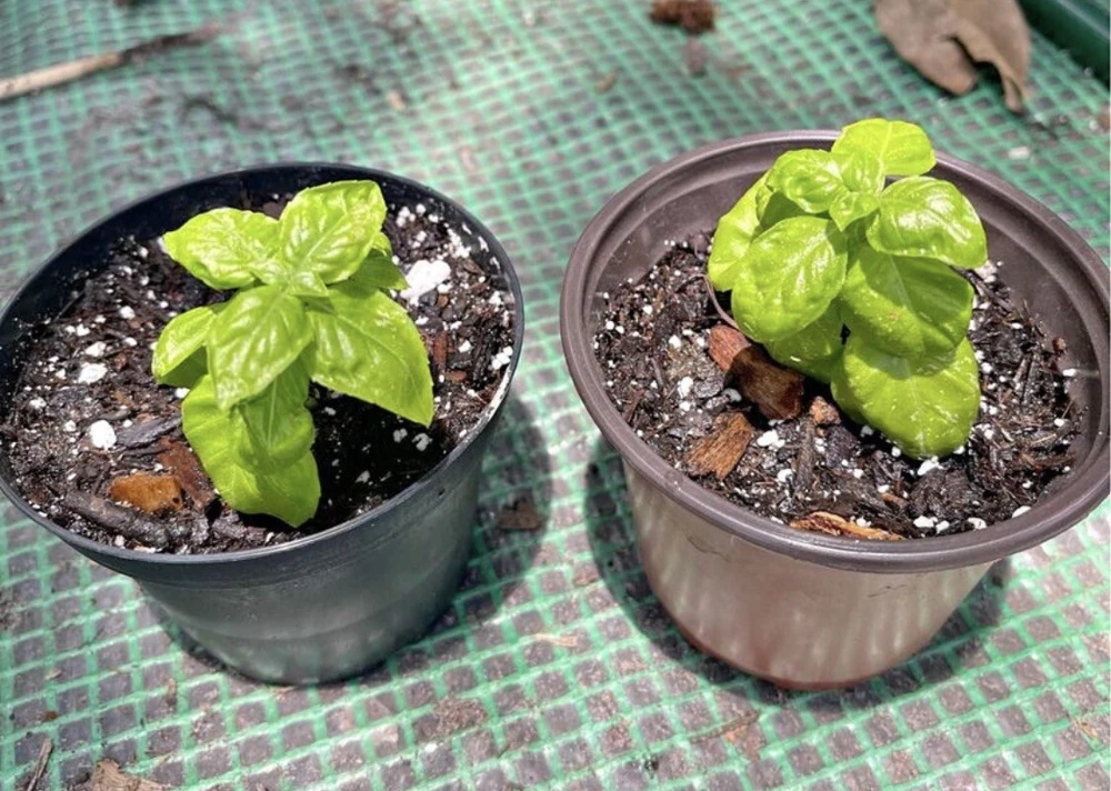 Organic Basil Live Plant - Edible Potted Herb for Indoor & Outdoor - Image 1