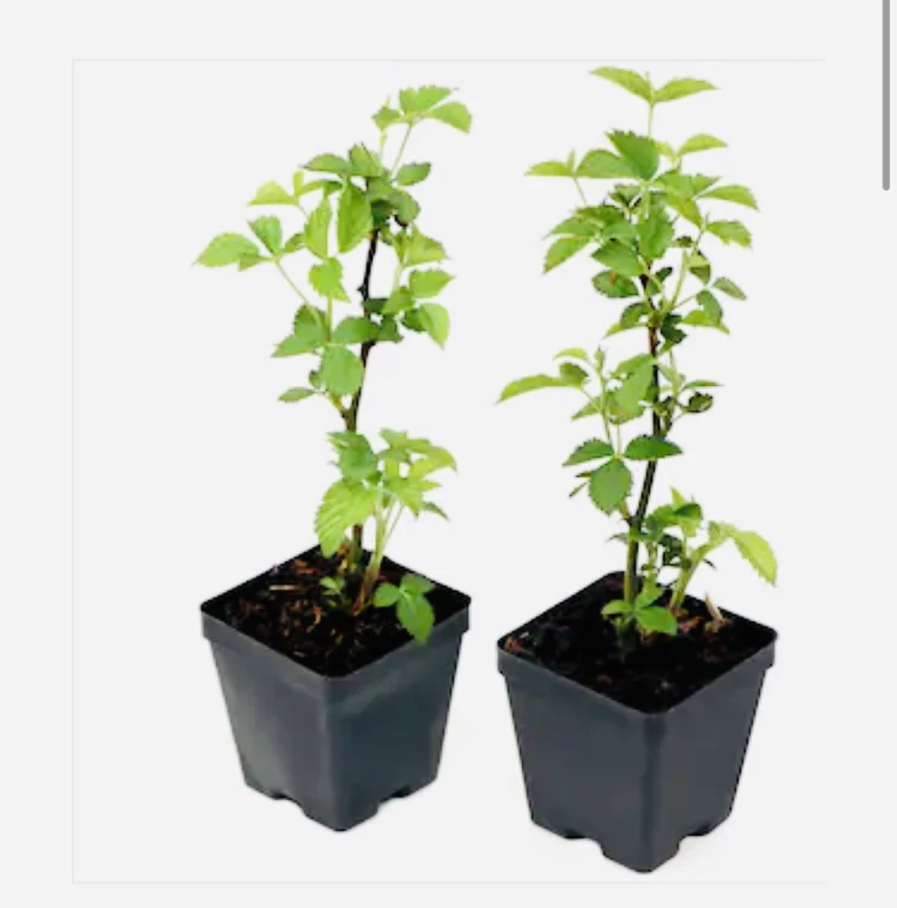 Organic Blueberry Live Plant – Small/Medium Size – Potted Fruit Tree - Image 1